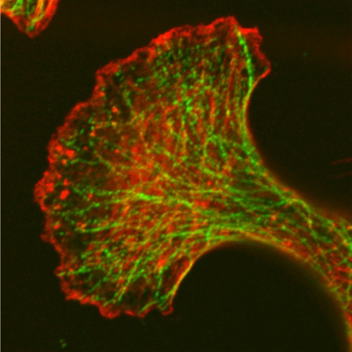 Fluorescent image of a cell skeleton in red and green.