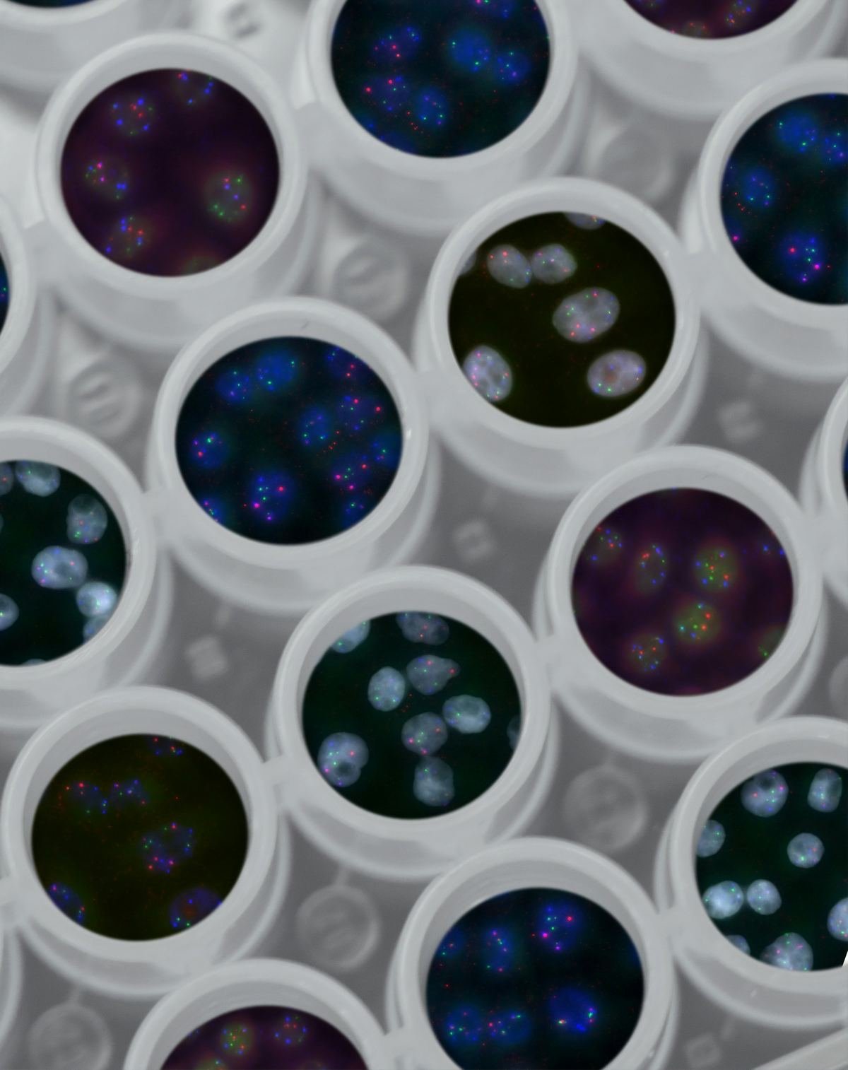 A coloured map of gene positions inside cell nuclei.